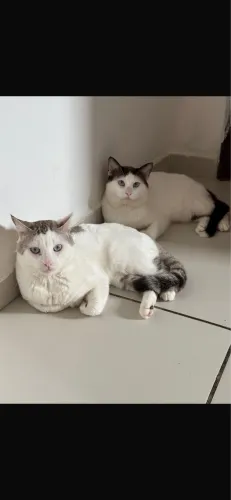 Gatos para adoção responsável 