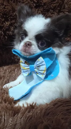 Chihuahua pelagem longa