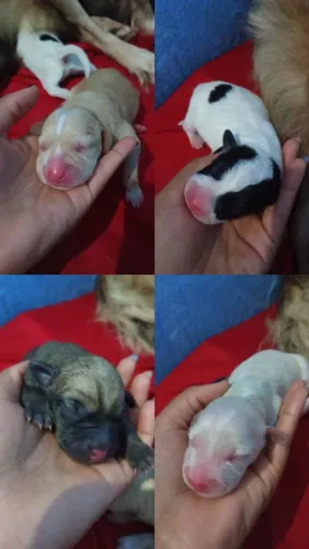Doa-se cachorros (machos, fêmeas)