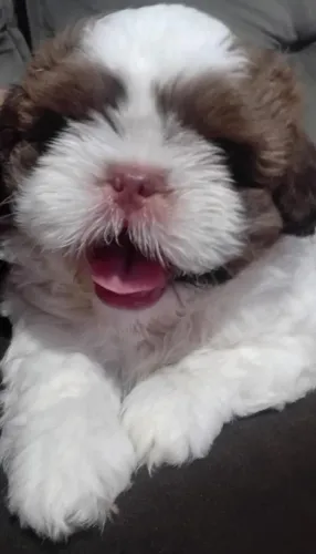 Lindo filhote shitzu machinho