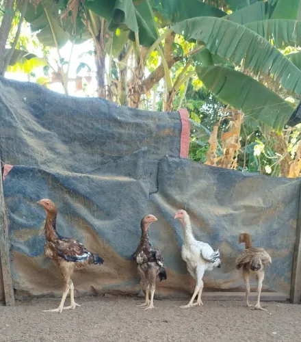 Franguinhos índio gigante 