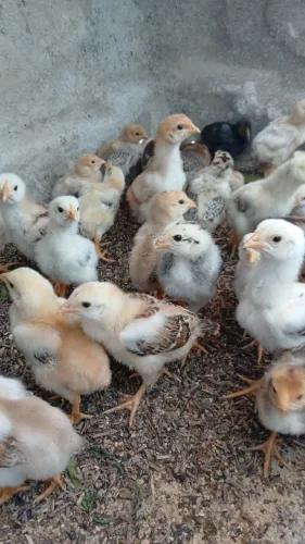 Pintinhos saudável caipira