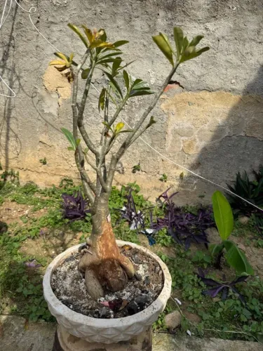 Rosa do Deserto 9 plantas valores de 60 a 200 reais se kevar tudo faço a 700.00 total de 9