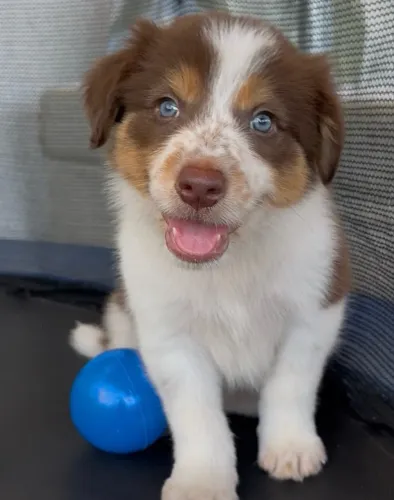 Border collie