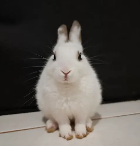 Coelho Netherland Dwarf 