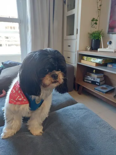 Dog for adoption ?