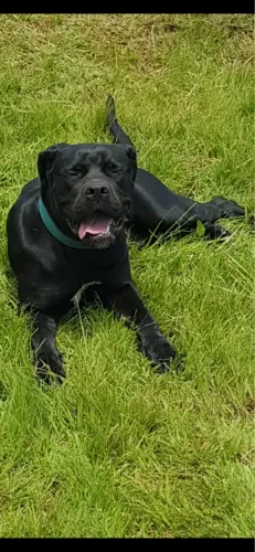 Filhotes Cane Corso