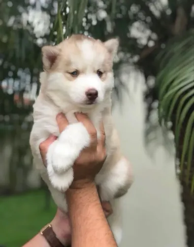 Husky siberiano