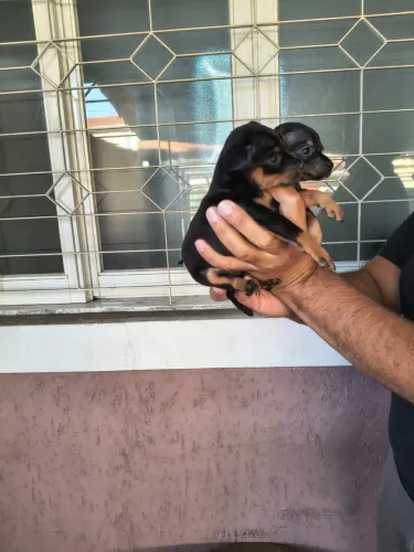 Pinscher mini disponível