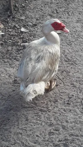 Pato