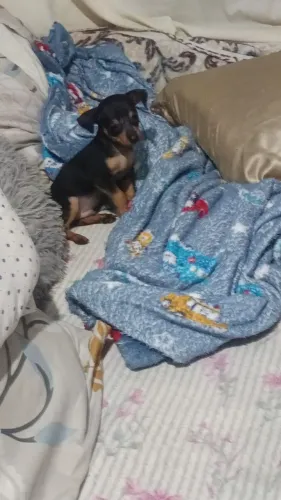 Pet ( cachorro ) Raça pinscher 