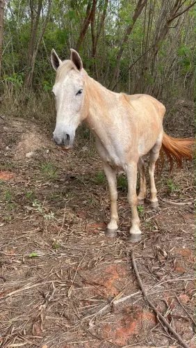 Vendo Cavalo 