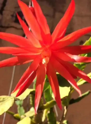 Flor de outubro vermelha muda grande enraizada 