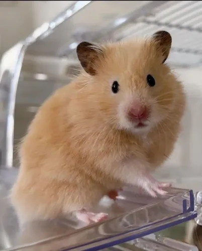 Hamster sírio