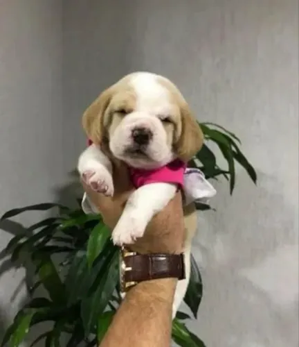 Beagle fêmea bicolor linda em loja !!