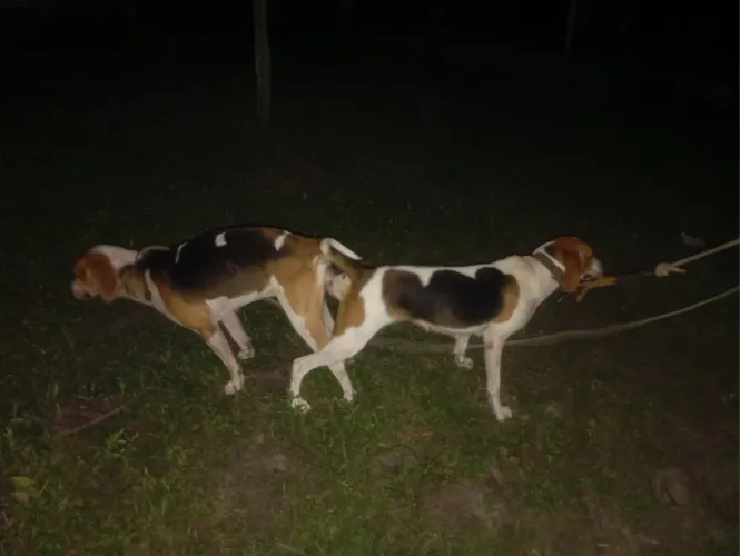 Disponível cachorro americano puro