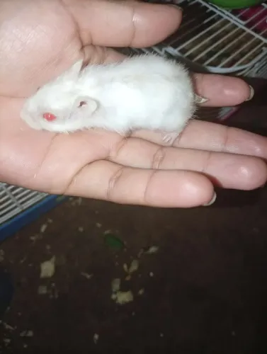 Hamster