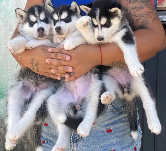Husky siberiano, filhote pra vender