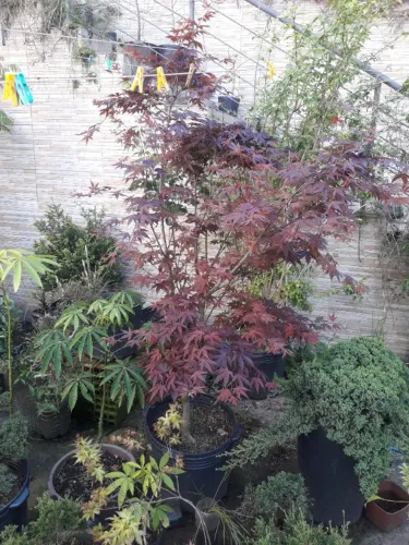 Muda Acer Bordô grande Porto Alegre RS árvore ornamental
