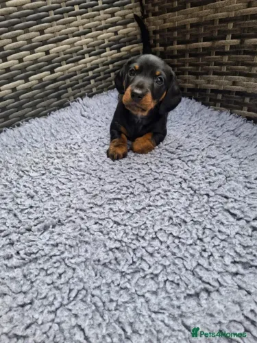 Filhotinhos Teckel/Dachshund/Salsicha/Salsichinha/Basset/Cofap alegres e afetuosos