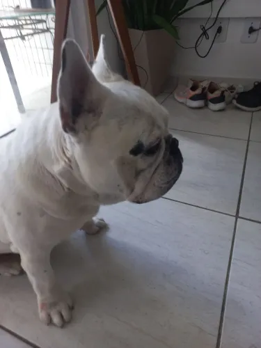 Buldogue francês para cruzar 