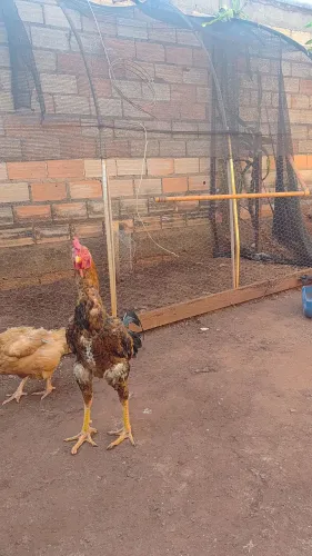 Galo grande e duas galinha boa