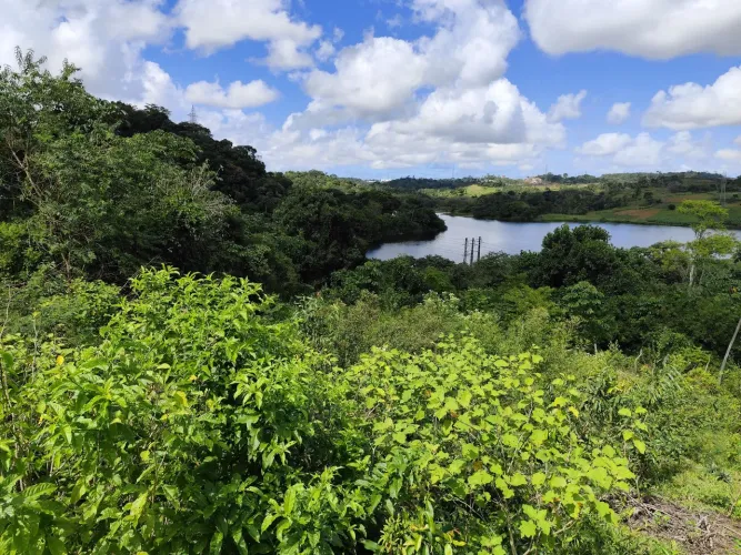 7 tarefas de terra em Cotegipe