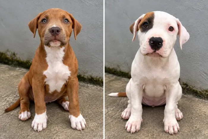 Filhote Pitbull 