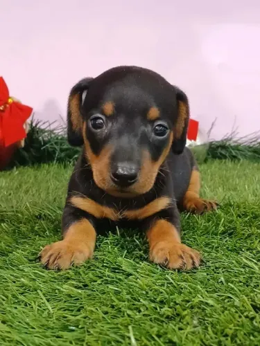 filhotes teckel salsicha basset daschund com 20 dias - para reservar