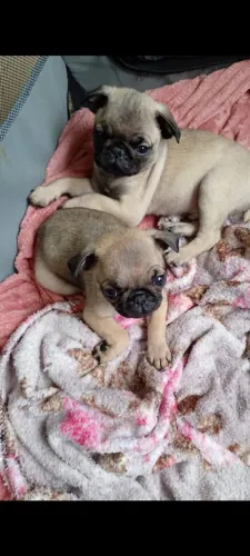Pug