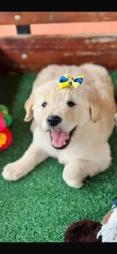 Golden Retriever Doguinho fofo disponível por tempo limitado