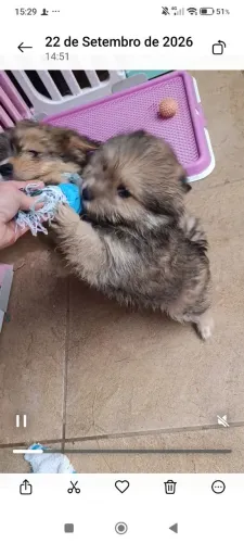 Cães de porte pequeno Maltipom