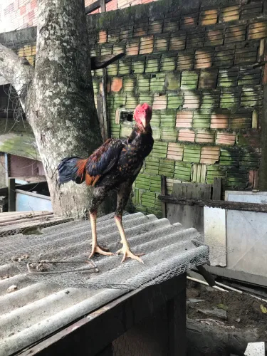Vendo galos carioca e bode