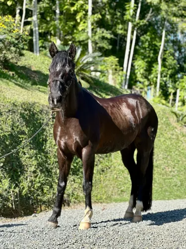 Cavalo Crioulo