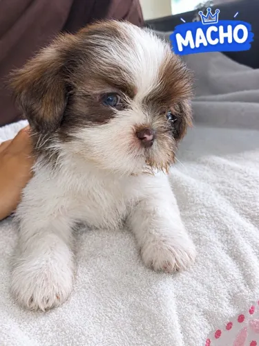 Filhote de lhasa apso