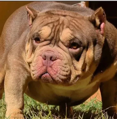 Exotic bully American Bully