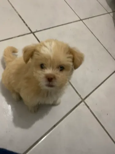 Doação shih tzu