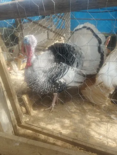 Vendo Peru( Macho)