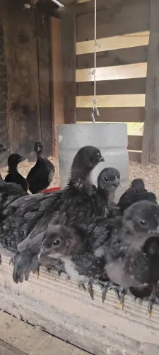 Pintinhos de ayan cemani 