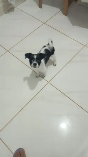 Doando cachorro 