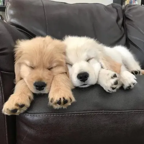 Doando Filhotes de Golden Retriever