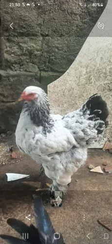 Linda galinha bhrama light 