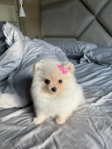 Cachorro Lulu da Pomerania ambiente familiar, melhor promoção do ano