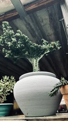 Matriz Euphorbia cristata grande