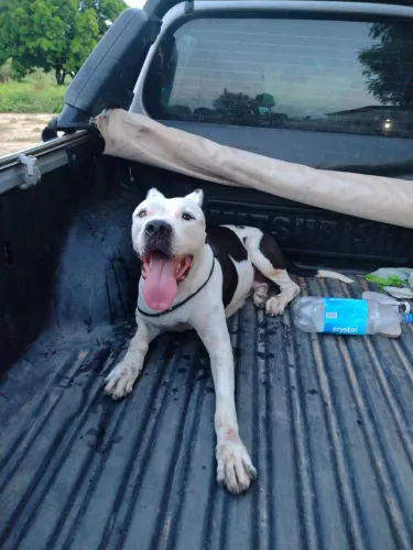 Cadela foi encontrada está em minha posse