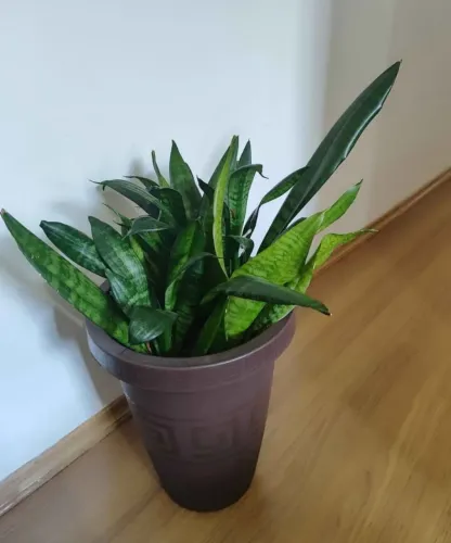 Espada de São Jorge natural