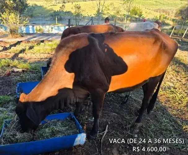VACA MANSA 24-36 MESES