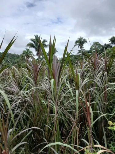 Capim de corte, Capiaçu e capim roxo