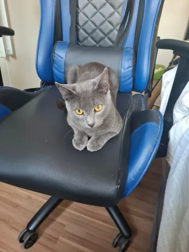 Adote lindo gato cinza BLUE