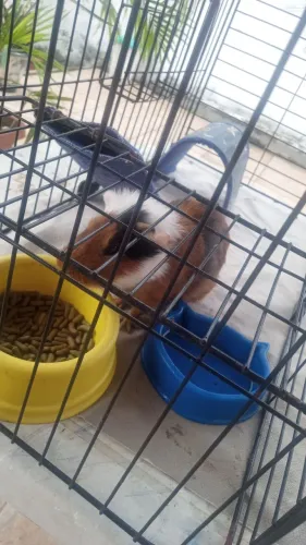 Vendo porquinho da índia 